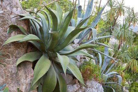 MONTE CARLO, MONACO - AUGUST 20, 2016: The exotic garden, botanical garden with big agave plants in a summer day in Monte Carlo, Monaco.のeditorial素材