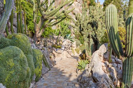 MONTE CARLO, MONACO - AUGUST 20, 2016: The exotic garden empty path with rare succulent plants in a sunny summer day in Monte Carlo, Monaco.のeditorial素材