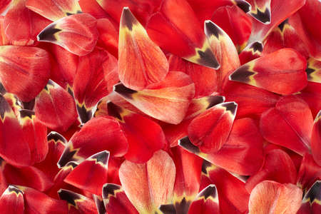 Red tulip petals with dew drops texture backgroundの写真素材