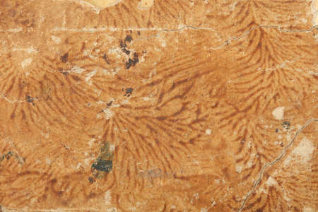 Old beige cardboard with decorations and cracks texture backgroundの写真素材