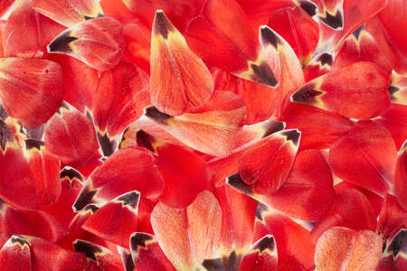Red tulip petals texture background with water dropsの写真素材