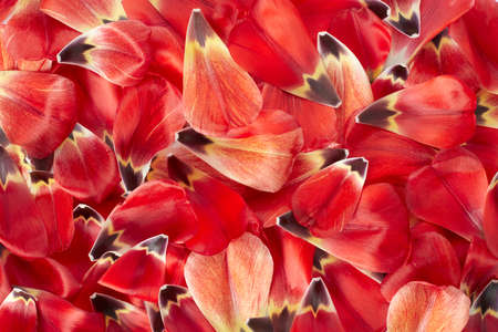 Red and yellow variegated tulip petals texture backgroundの写真素材