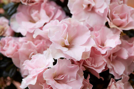 Pale pink azalea flowers macro texture backgroundの写真素材