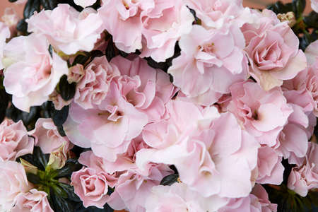 Double pink azalea flowers with dark green leaves texture backgroundの写真素材