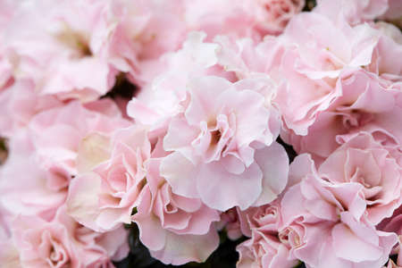 Double pink azalea flowers texture backgroundの写真素材