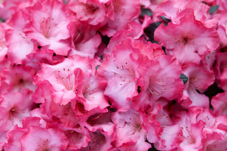 Vibrant pink azalea flowers texture backgroundの写真素材