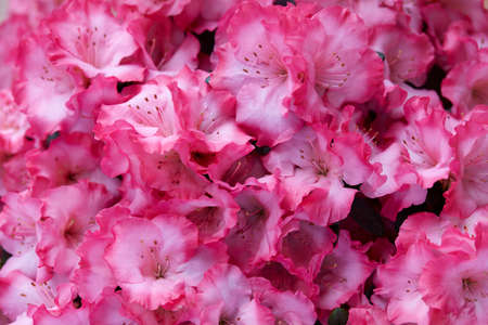 Vibrant pink azalea flowers texture backgroundの写真素材