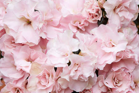 Double, pale pink azalea flowers texture backgroundの写真素材