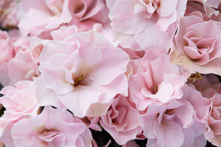 Double, pale pink azalea flowers macro texture backgroundの写真素材
