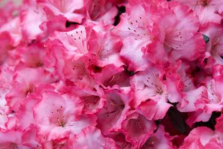 Pink azalea flowers texture backgroundの写真素材