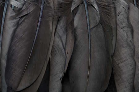 Black crow feathers texture backgroundの写真素材