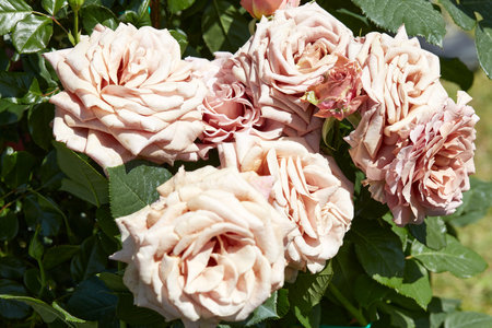 Ancient pink roses flowers in spring sunlightの写真素材