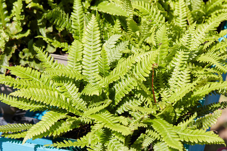Asplenium scolopendrium, dwarf fern with green leaves in spring sunlightの写真素材