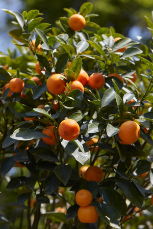 Citrus madurensis or citrus mitis plant with fruits in spring, sunlight