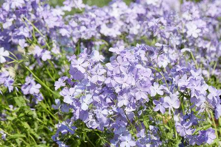 Pale purple flowers texture background in spring, sunlightの写真素材