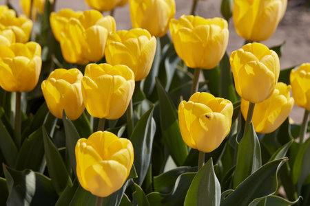 Tulip Golden Apeldoorn yellow flowers in spring sunlightの写真素材