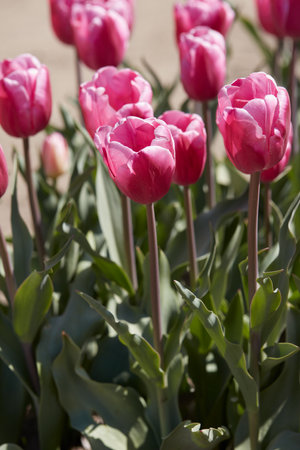 Tulip Jumbo Pink flowers in spring sunlightの写真素材