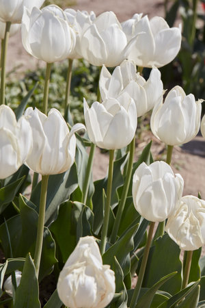 Tulip Beauty of White flowers in spring sunlightの写真素材