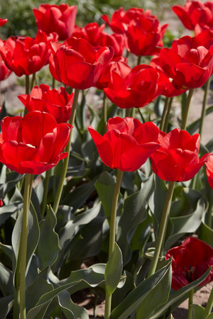 Tulip Ben Van Zanten, red flowers in spring sunlightの写真素材