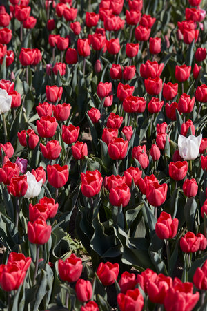 Tulip flowers in red with some white colors texture backgrond in spring sunlightの写真素材