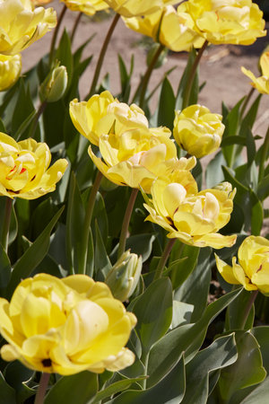 Tulip Akebono, yellow flowers in spring sunlightの写真素材