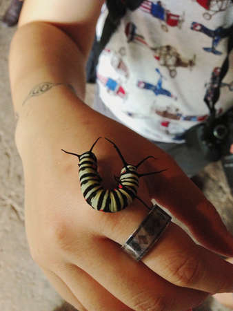 Caterpillarの素材