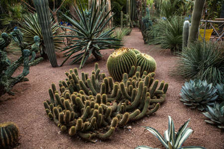 cactus gardenの写真素材