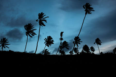 Palm treesの写真素材