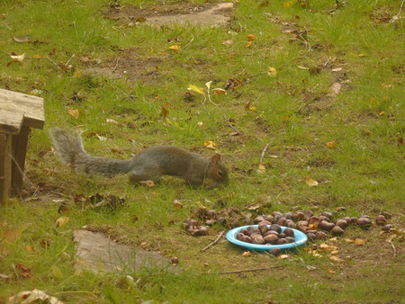 Squirrel in Hertfordshire, UK with acorns and concersのeditorial素材