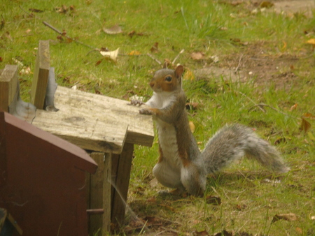 Squirrel in Hertfordshire, UKのeditorial素材