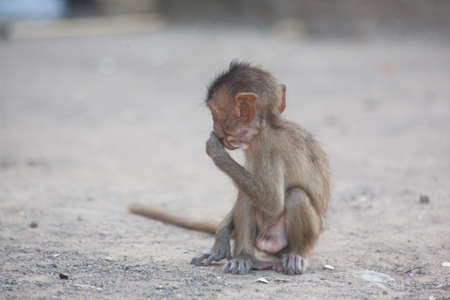 Young monkey ape looking around in Temple in Ayutthaya Thailandの写真素材