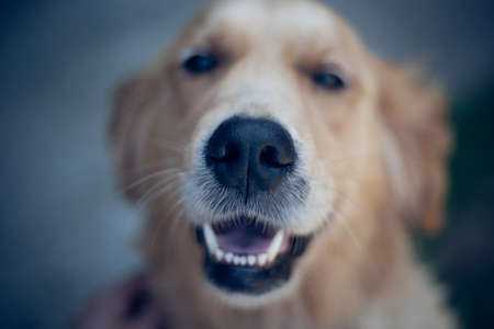 Smiling Golden Retriever Dog Eyes Close Up Focus Portraitの写真素材