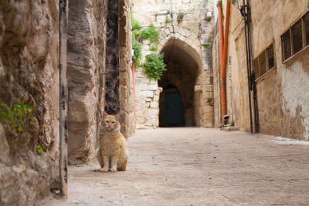Cat on the Road in Nablus Israel Stone Road Arch Backgroundの写真素材