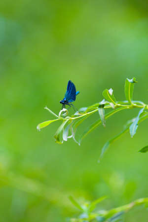 Blue Purple Dragonfly Insect on green leaves in Italy for a bugs life portraitの写真素材