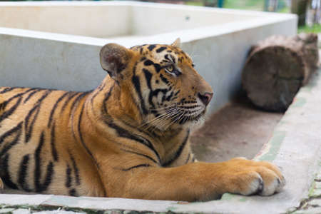 Tropical Orange Striped Tiger Paw in Tiger Temple Thailand North Chang Maiのeditorial素材