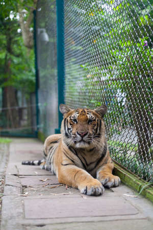 Tropical Orange Striped Tiger Standing in Tiger Temple Thailand North Chang Maiのeditorial素材