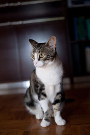 White Gray Black Female Young cat portrait pet world at homeの写真素材