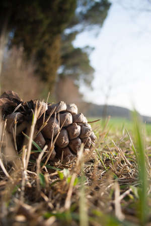 Cone pineの写真素材