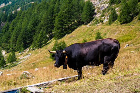 Black cowの写真素材