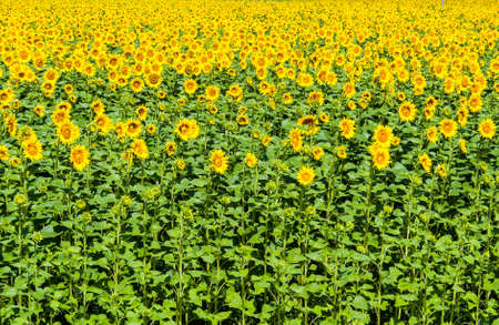Sunflower fieldの写真素材