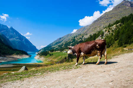 Cow in a pasture with Lake in the backgroundの写真素材
