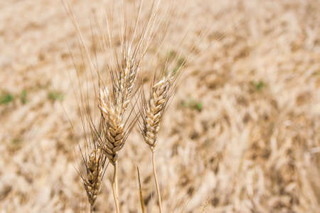Wheat fieldの写真素材