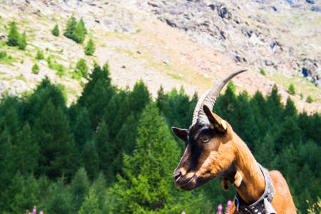 Goat in a mountain pastureの写真素材