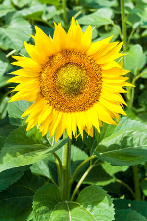 Sunflower isolatedの写真素材