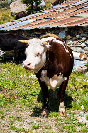 Cow in a pastureの写真素材