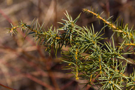 Pine leaves close upの写真素材