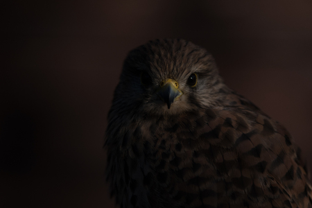 European kestrel in dim light.の写真素材