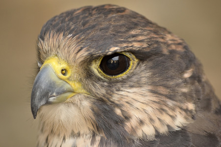 Close up of a specimen of Barbary Hawk.の写真素材