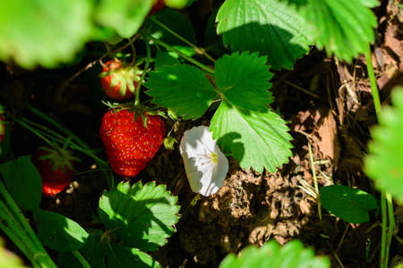 A strawberry plant with some ripe fruit ready to be picked.の写真素材