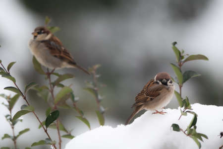 Two sparrows perched on a snowy hedge.の写真素材